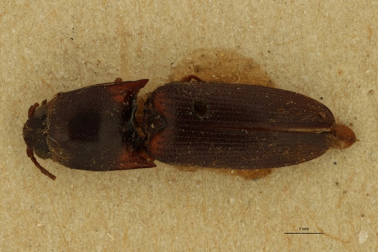 Megapenthes curtus T D.jpg