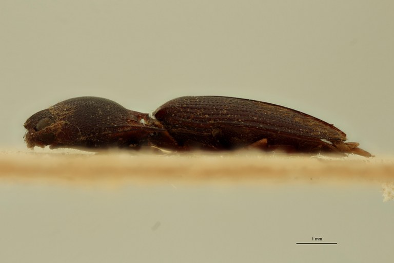 Megapenthes curtus T L.jpg