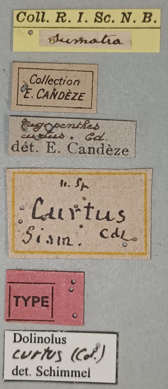 Megapenthes curtus T Labels.jpg