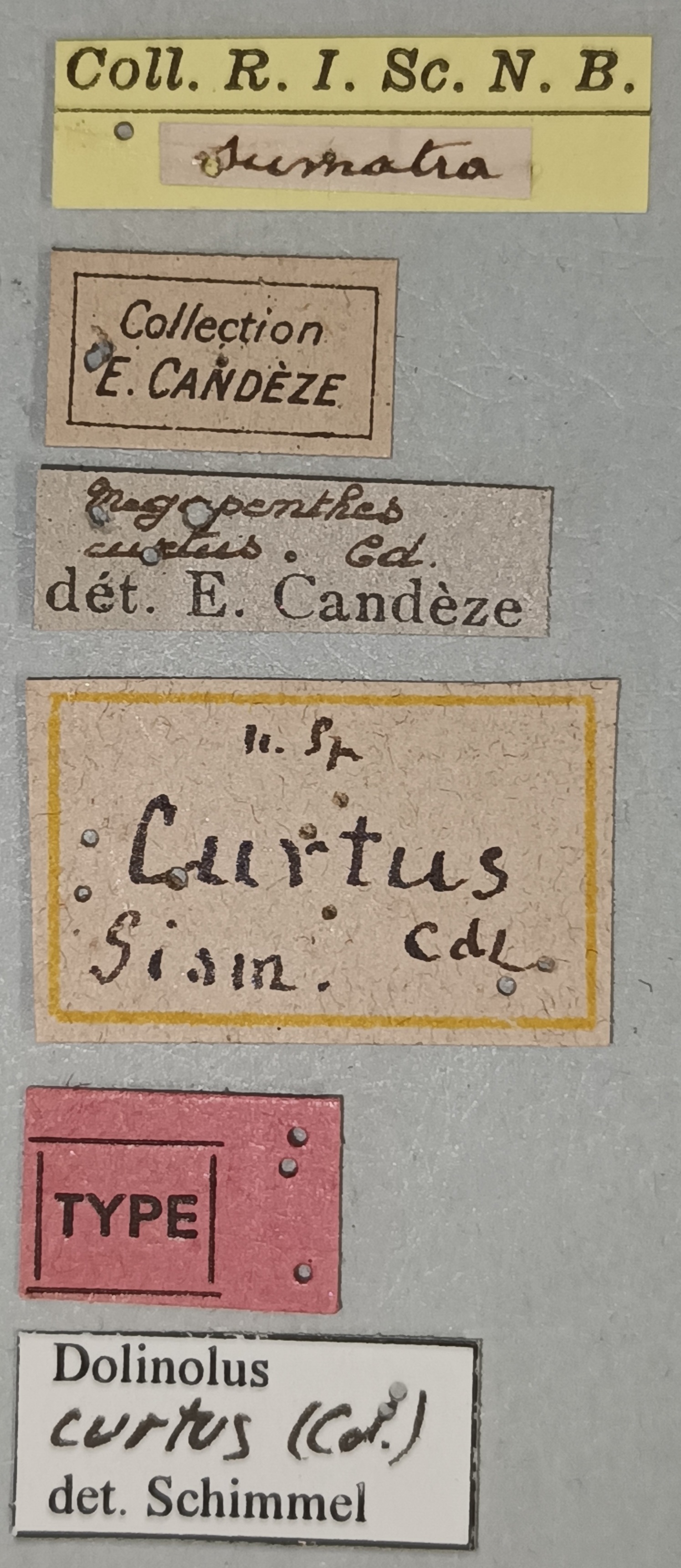 Megapenthes curtus T Labels.jpg