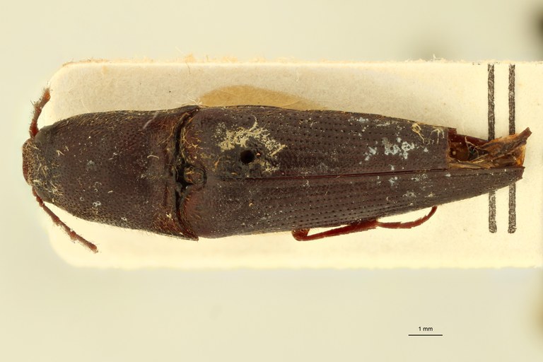 Megapenthes diploconoides M Lt D.jpg