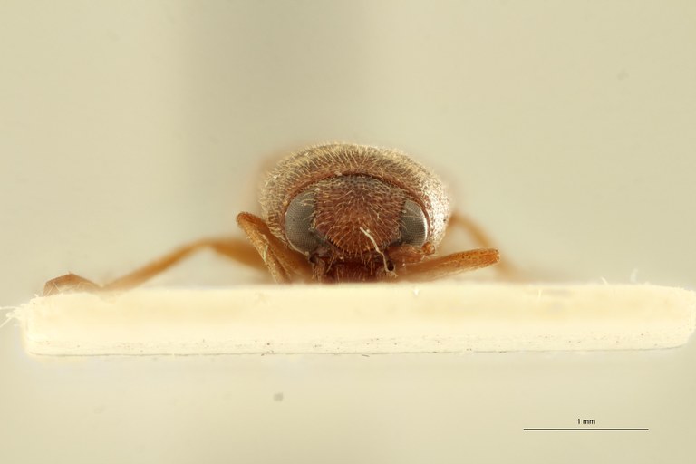 Megapenthes flavescens M Plt F.jpg