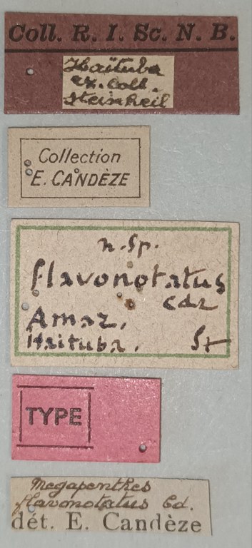 Megapenthes flavonotatus T Labels.jpg