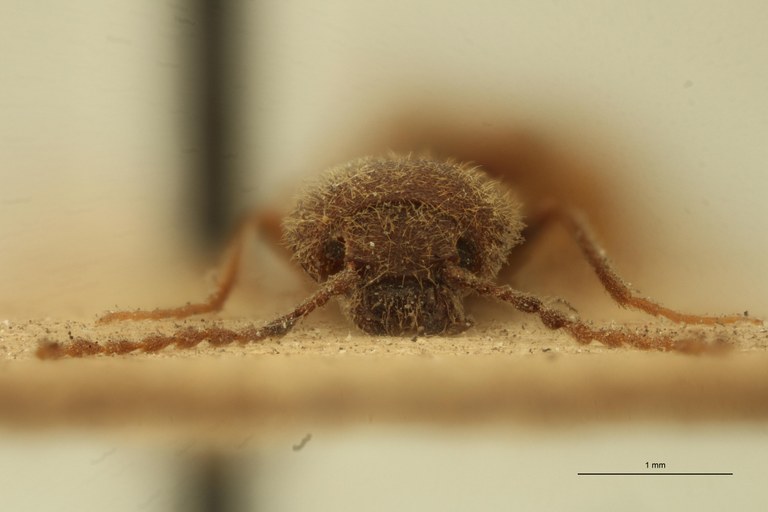 Megapenthes gracilis T F.jpg