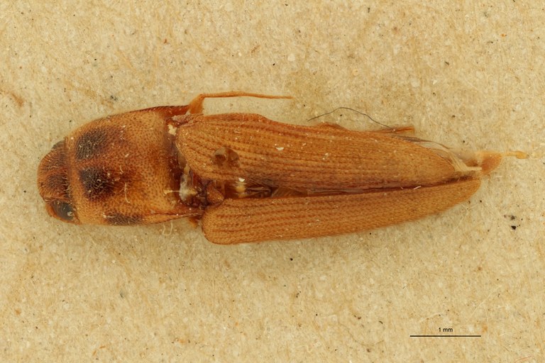 Megapenthes heterodoxus F Lt D.jpg