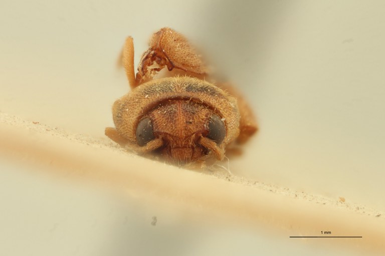 Megapenthes heterodoxus F Lt F.jpg