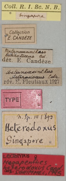 Megapenthes heterodoxus F Lt Labels.jpg