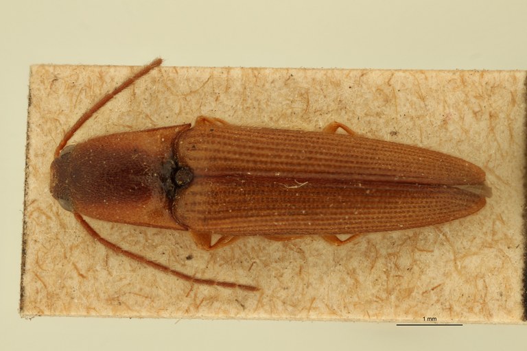 Megapenthes infumatus T D.jpg