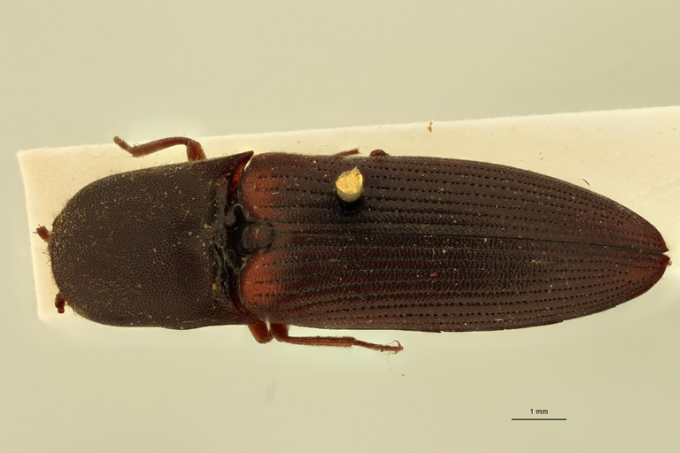 Megapenthes jocosus F Lt D.jpg