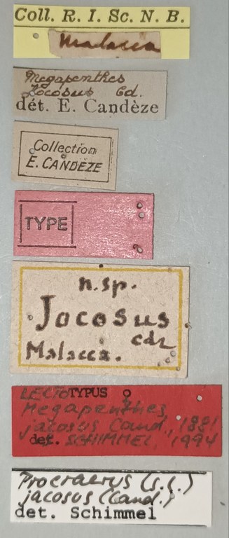 Megapenthes jocosus F Lt Labels.jpg