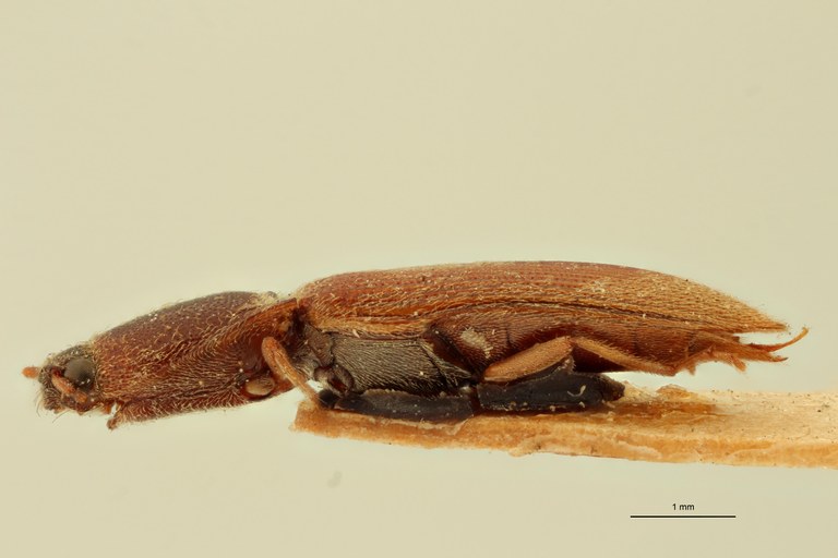 Megapenthes longicollis T L.jpg Megapenthes longicollis T L.jpg