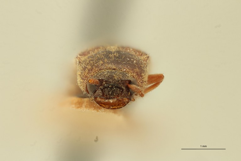 Megapenthes longicollis T F.jpg Megapenthes longicollis T F.jpg
