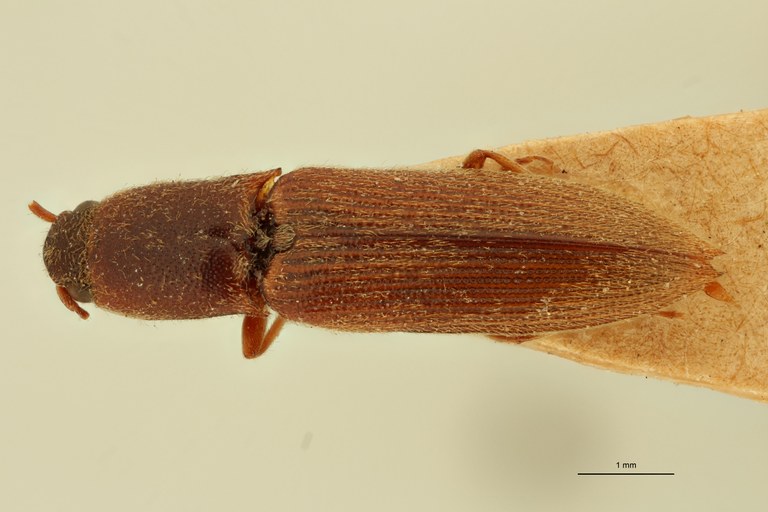 Megapenthes longicollis T D.jpg Megapenthes longicollis T D.jpg