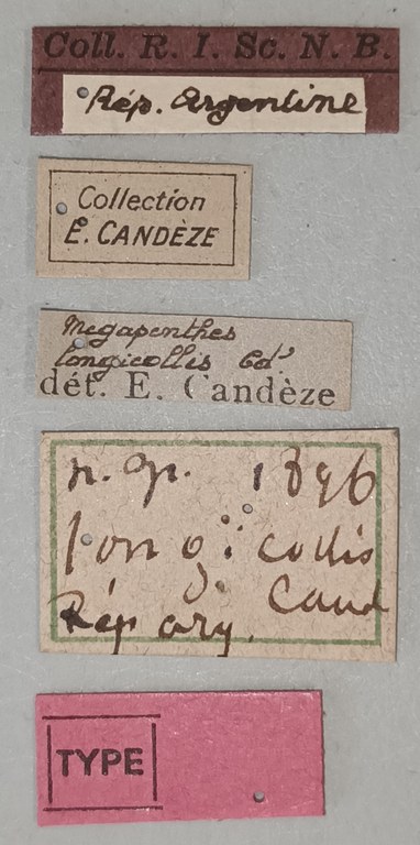 Megapenthes longicollis T Labels.jpg Megapenthes longicollis T Labels.jpg