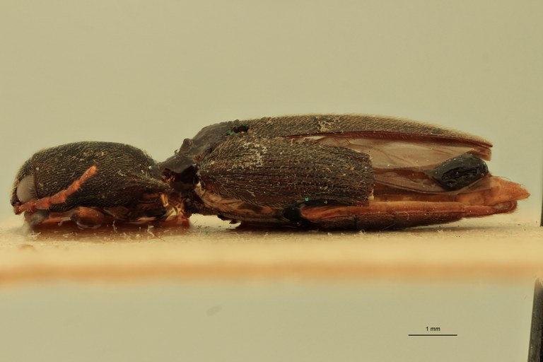 Megapenthes lugubris M Plt L.jpg