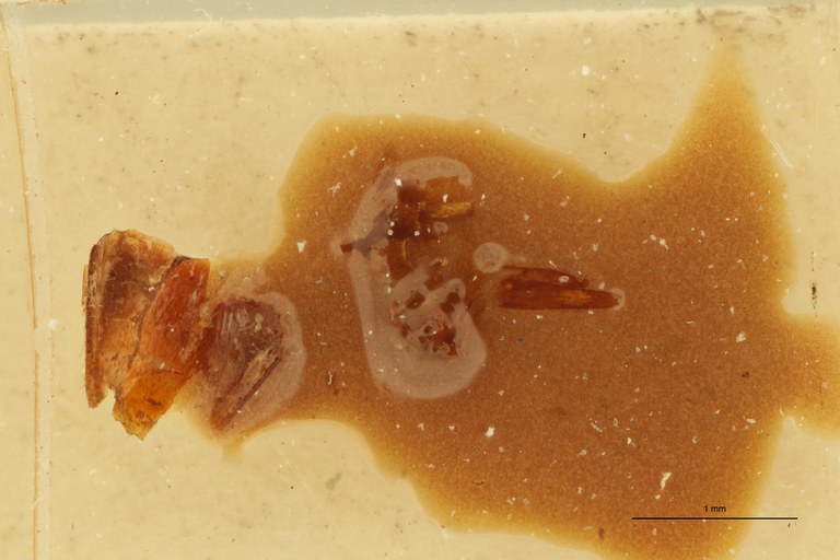 Megapenthes maceratus M T Microscopic Preparation.jpg