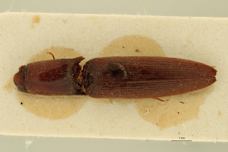 Megapenthes macilentus Lt D.jpg