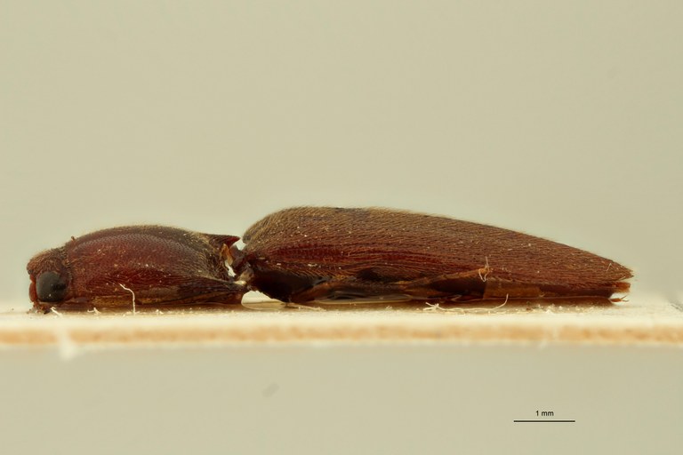 Megapenthes macilentus Lt L.jpg