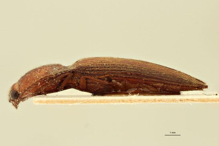 Megapenthes marginatus F T L.jpg