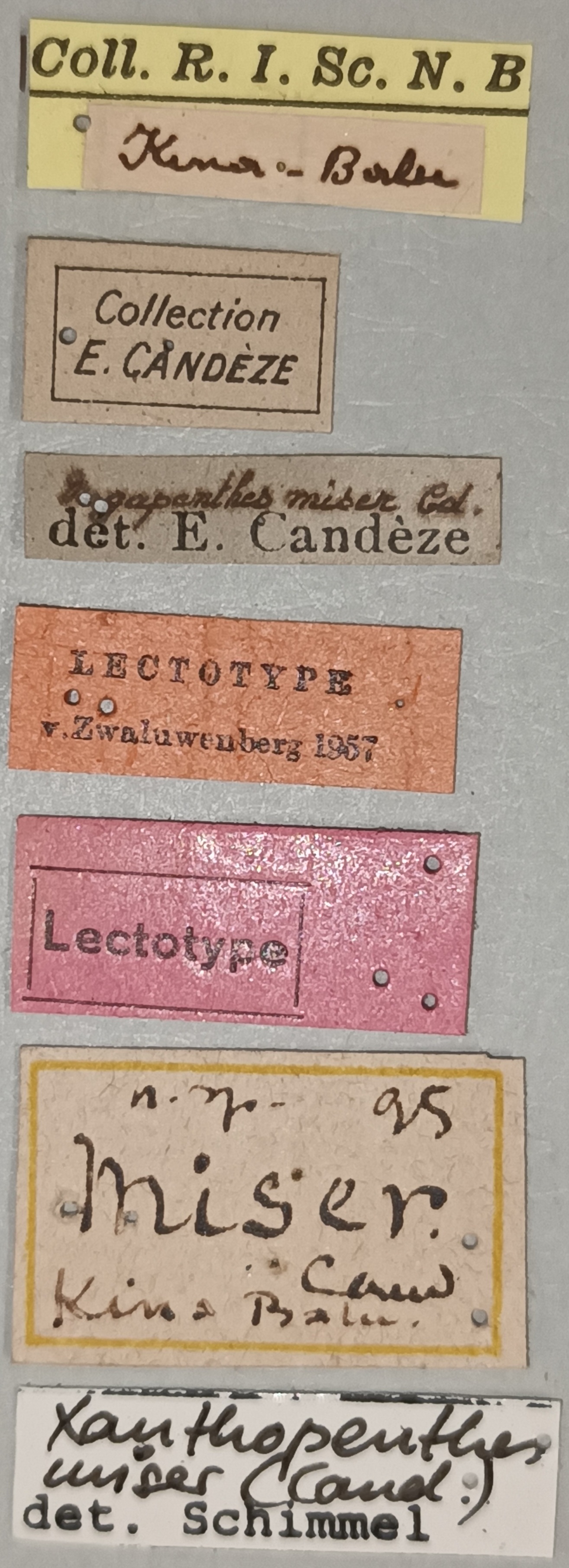 Megapenthes miser M Lt Labels.jpg