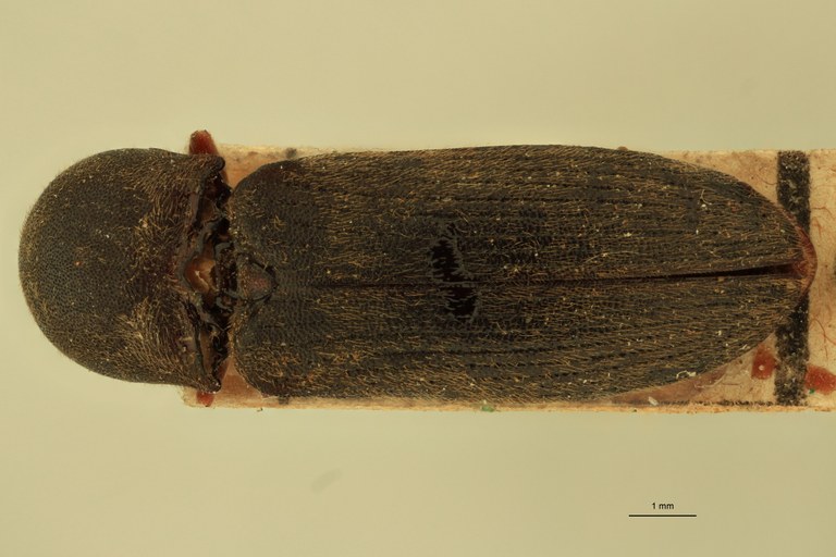 Megapenthes moestus D.jpg