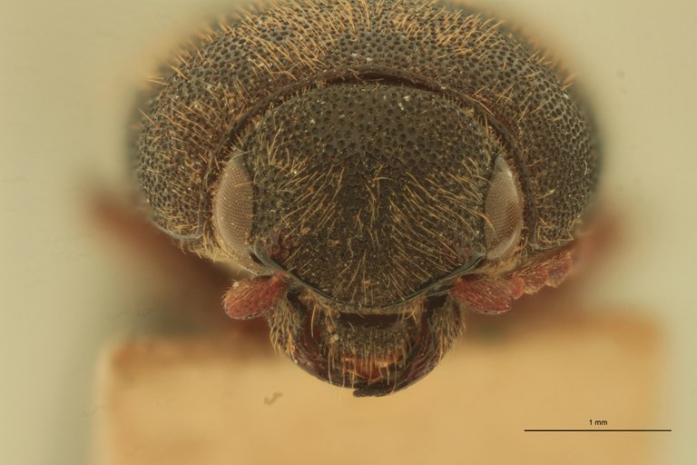 Megapenthes moestus F.jpg