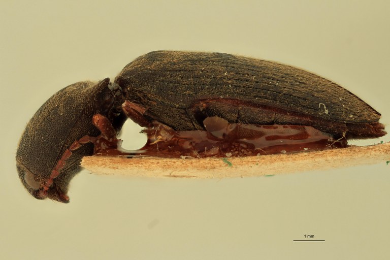 Megapenthes moestus L.jpg
