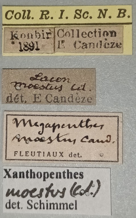 Megapenthes moestus Labels.jpg