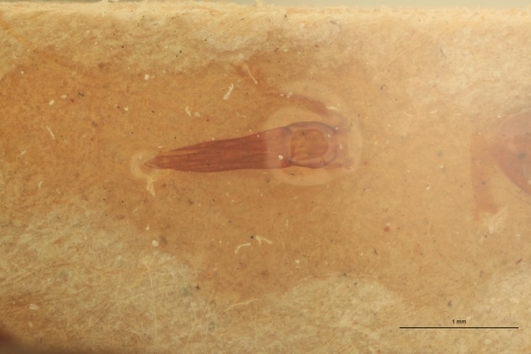 Megapenthes moestus M T Aedeagus.jpg