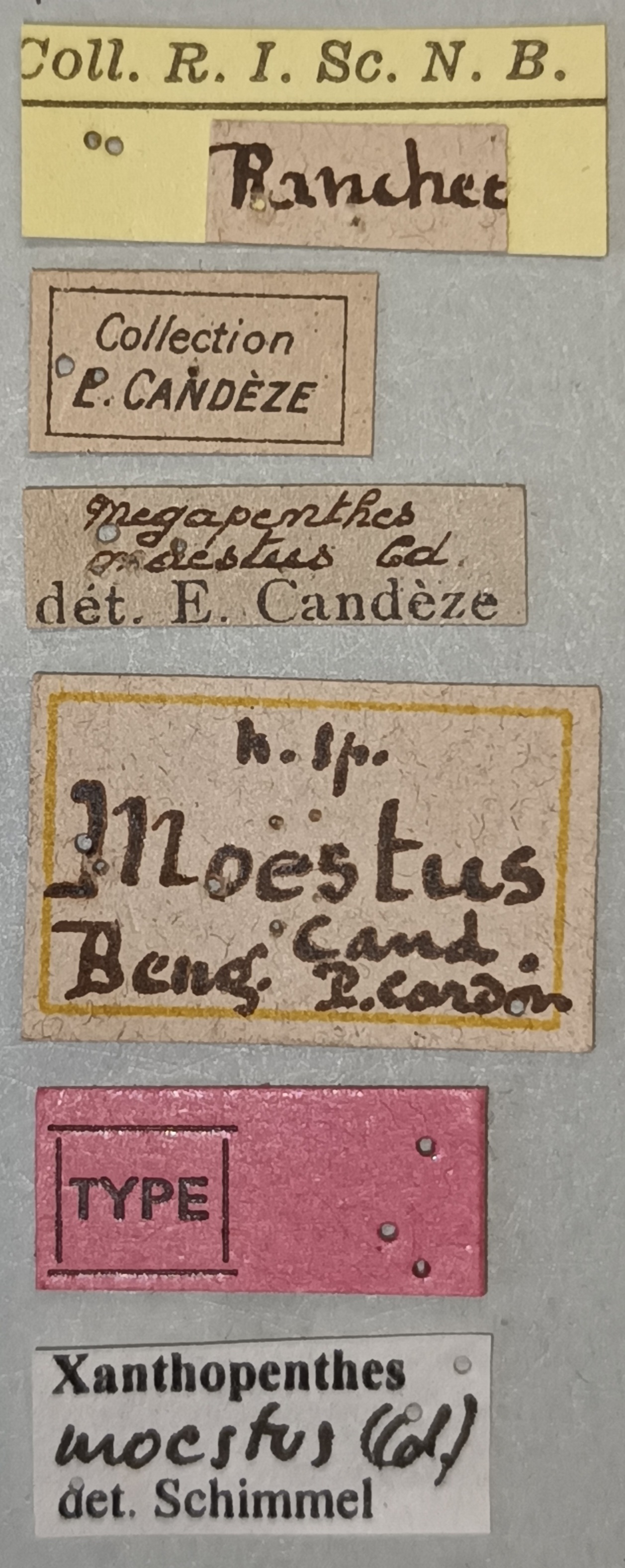 Megapenthes moestus M T Labels.jpg