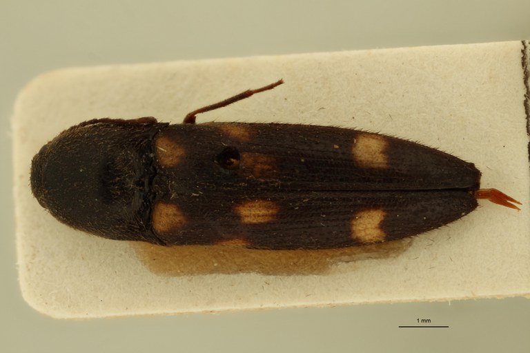 Megapenthes octoguttatus T D.jpg Megapenthes octoguttatus T D.jpg