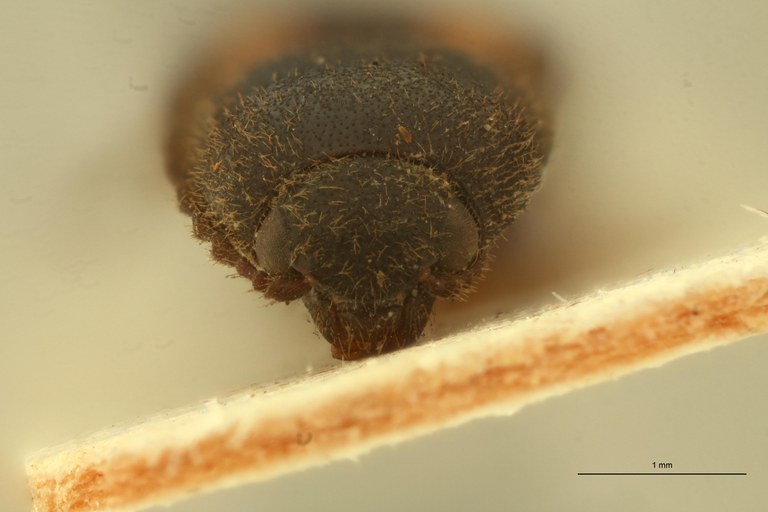 Megapenthes octoguttatus T F.jpg Megapenthes octoguttatus T F.jpg