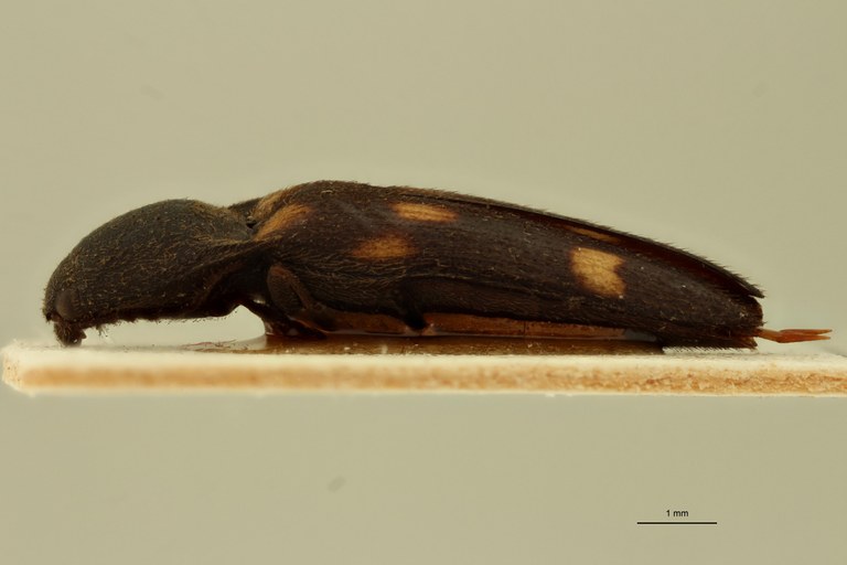 Megapenthes octoguttatus T L.jpg Megapenthes octoguttatus T L.jpg