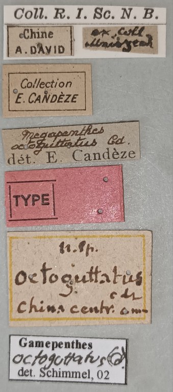 Megapenthes octoguttatus T Labels.jpg Megapenthes octoguttatus T Labels.jpg