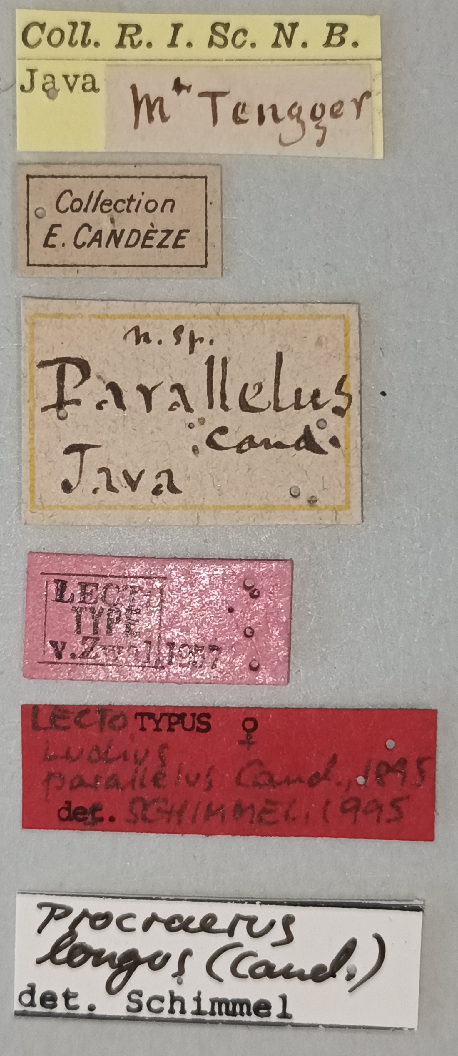 Megapenthes parallelus F Lt Labels.jpg