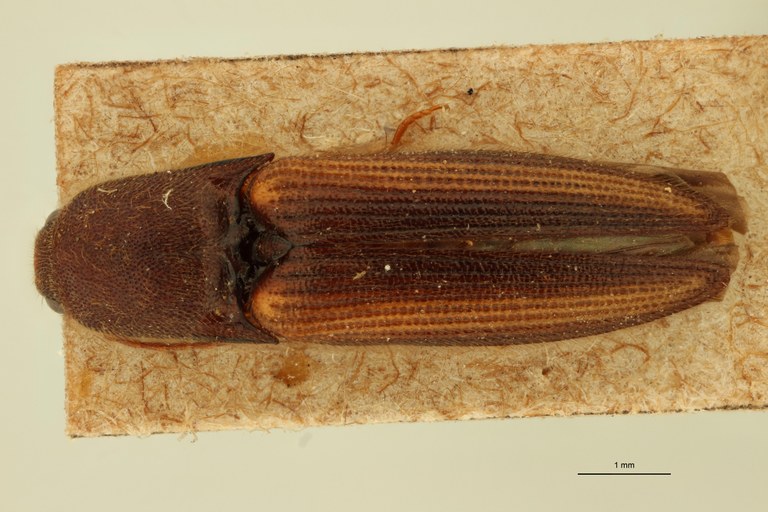 Megapenthes praeligatus T D.jpg Megapenthes praeligatus T D.jpg