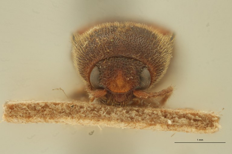 Megapenthes praeligatus T F.jpg Megapenthes praeligatus T F.jpg