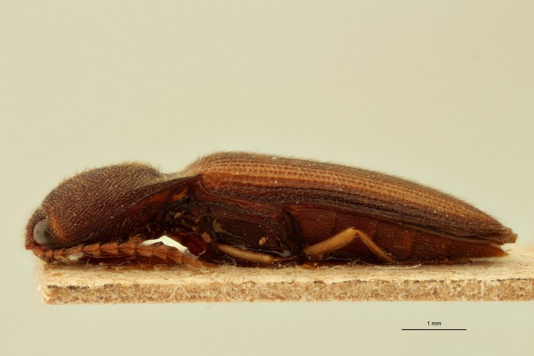 Megapenthes praeligatus T L.jpg Megapenthes praeligatus T L.jpg
