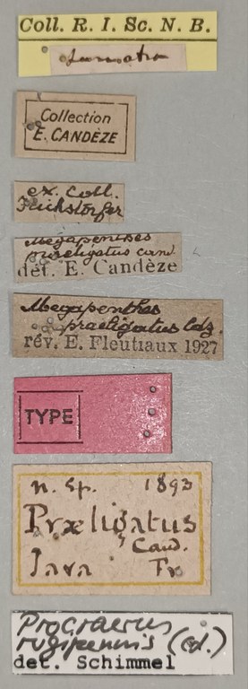 Megapenthes praeligatus T Labels.jpg Megapenthes praeligatus T Labels.jpg