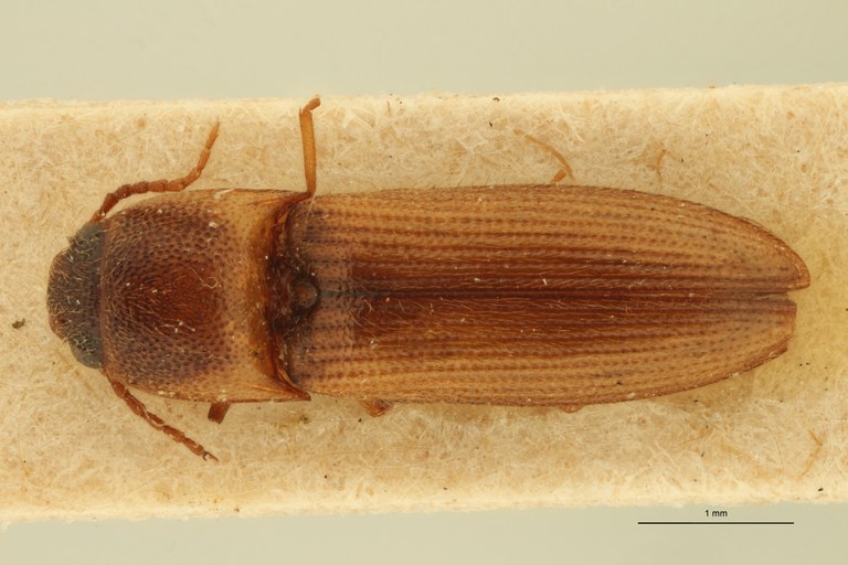 Megapenthes puberusus T D.jpg