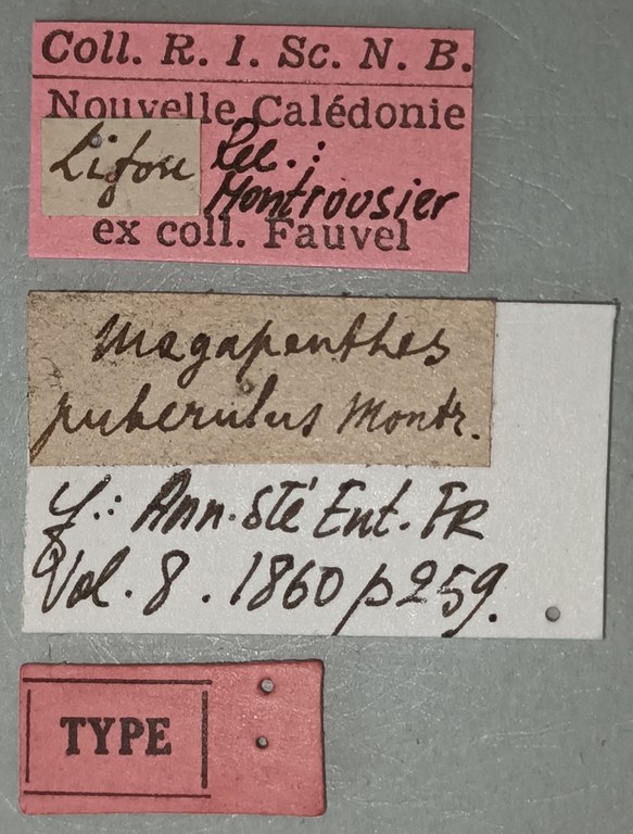 Megapenthes puberusus T Labels.jpg