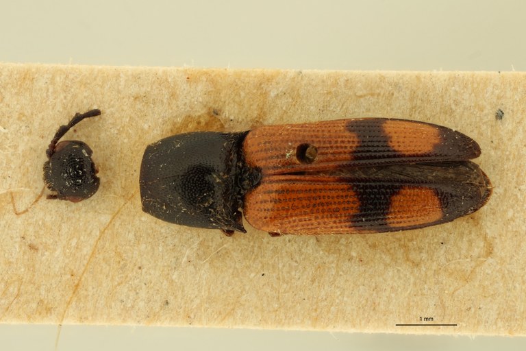 Megapenthes quadrimaculatus T D.jpg Megapenthes quadrimaculatus T D.jpg
