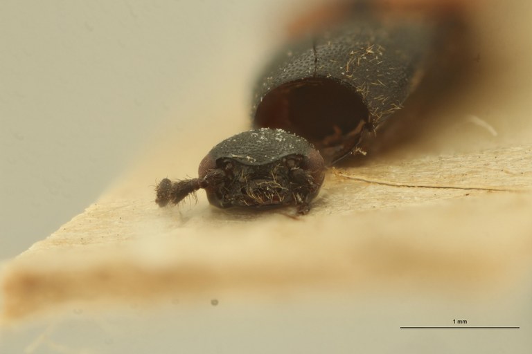 Megapenthes quadrimaculatus T F.jpg Megapenthes quadrimaculatus T F.jpg