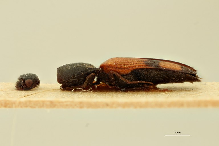 Megapenthes quadrimaculatus T L.jpg Megapenthes quadrimaculatus T L.jpg