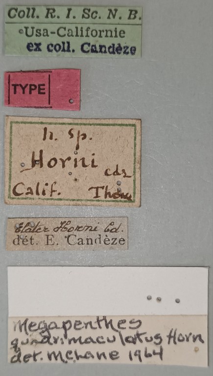 Megapenthes quadrimaculatus T Labels.jpg Megapenthes quadrimaculatus T Labels.jpg