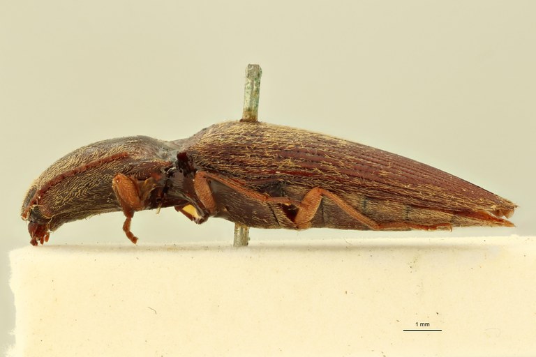 Megapenthes remotus M Lt L.jpg