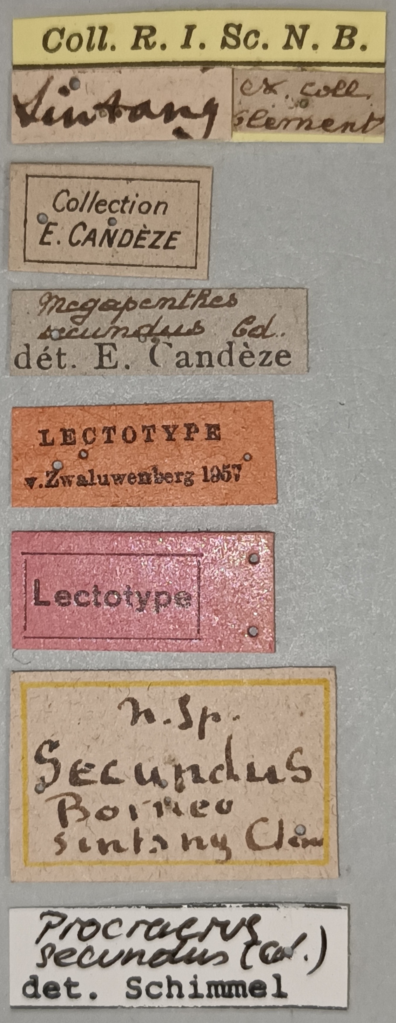 Megapenthes secundus M Lt Labels.jpg