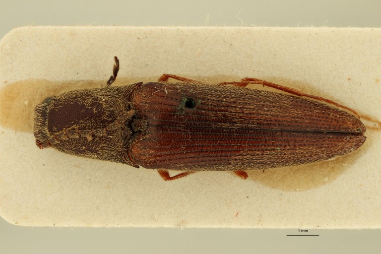 Megapenthes seniculus Lt D.jpg Megapenthes seniculus Lt D.jpg