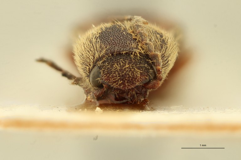 Megapenthes seniculus Lt F.jpg Megapenthes seniculus Lt F.jpg