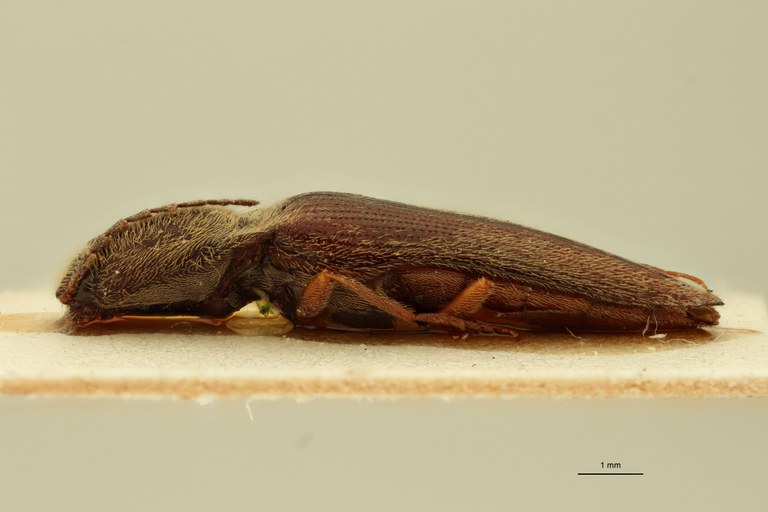Megapenthes seniculus Lt L.jpg Megapenthes seniculus Lt L.jpg